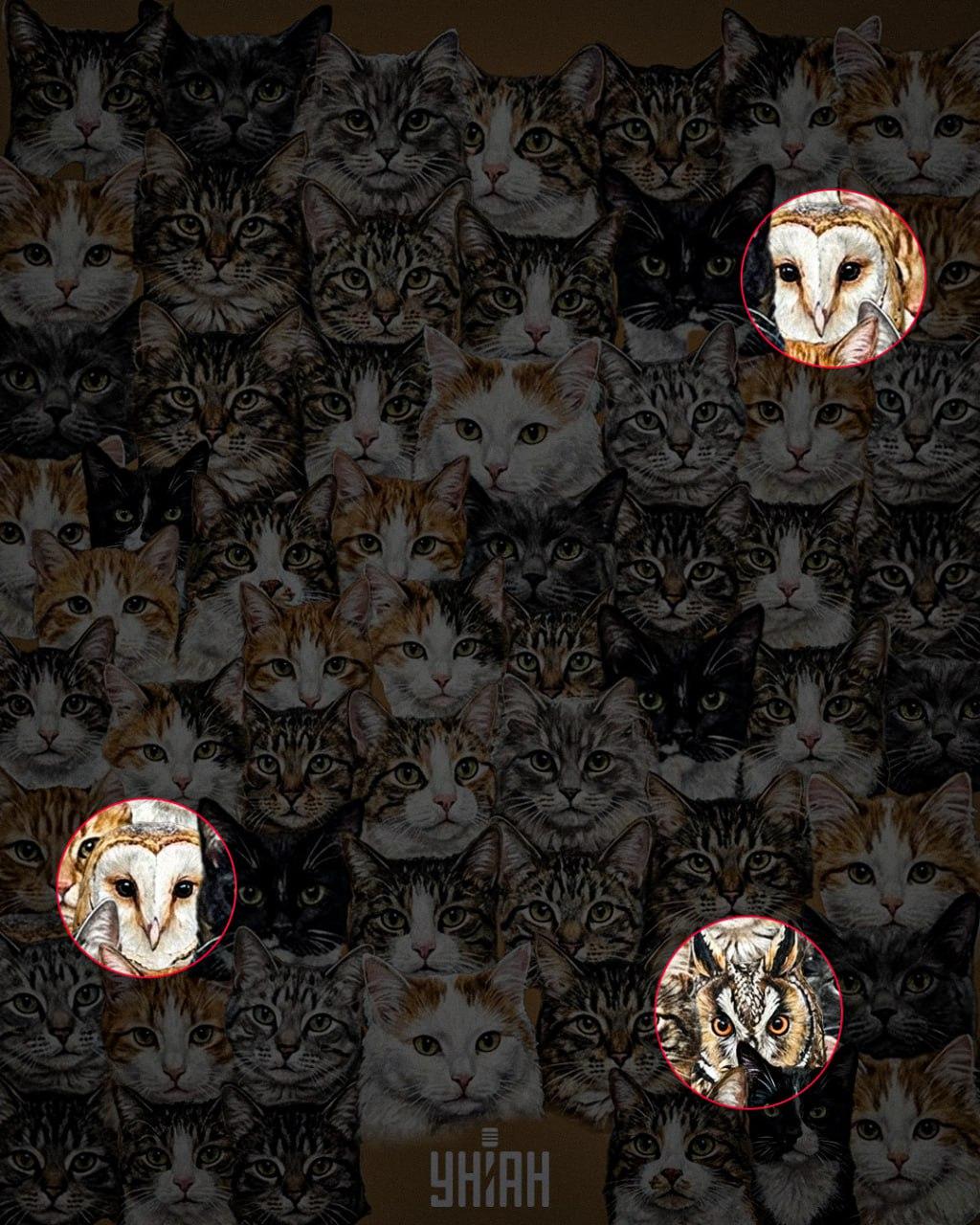 97% av människorna kan inte hitta 3 ugglor bland katter på 10 sekunder: en fantastisk optisk illusion