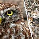 97% av alla människor kan inte hitta 3 ugglor bland