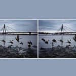 Hitta 3 skillnader i ett foto av ankor på 10